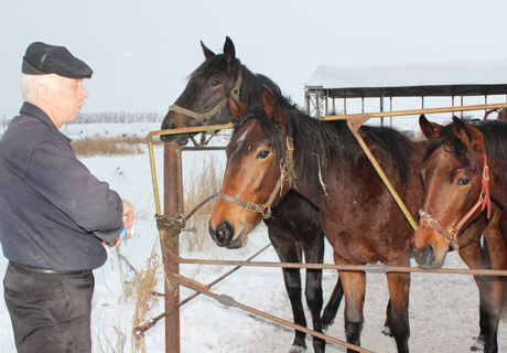 Издалека увидев хозяина, красавицы-кобылки дружно пошли к нам навстречу. «Рафинад - любимое лакомство всех лошадей, независимо от того породистые они или рабочие», - уверен Ф.Э. Фризен.